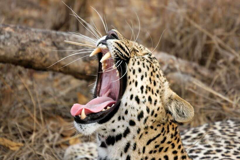 YALA SAFARI TOUR from TANGALLE/HIRIKETIYA/MIRISSA/GALLE - Yala beyond mammals: butterflies and birds on a safari day