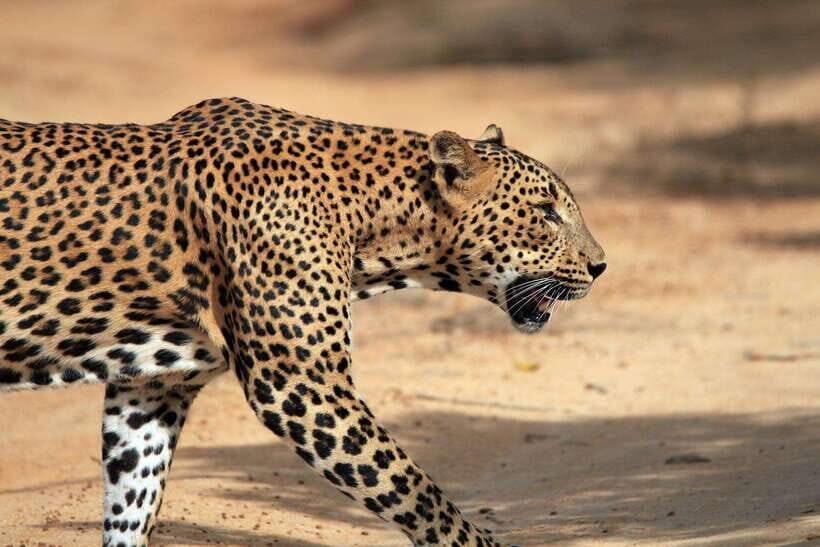 YALA SAFARI TOUR from TANGALLE/HIRIKETIYA/MIRISSA/GALLE - Driving time and what it means for your day