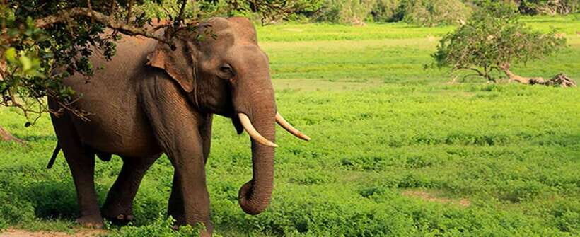 YALA SAFARI TOUR from TANGALLE/HIRIKETIYA/MIRISSA/GALLE - Who should book this Yala safari from Tangalle, Hiriketiya, Mirissa, or Galle
