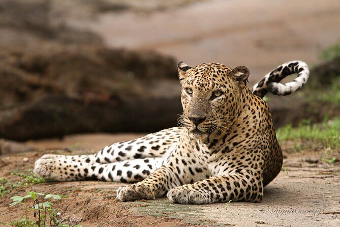 Yala safari Tours Morning /Afternoon /Fullday - Key things I’d plan around