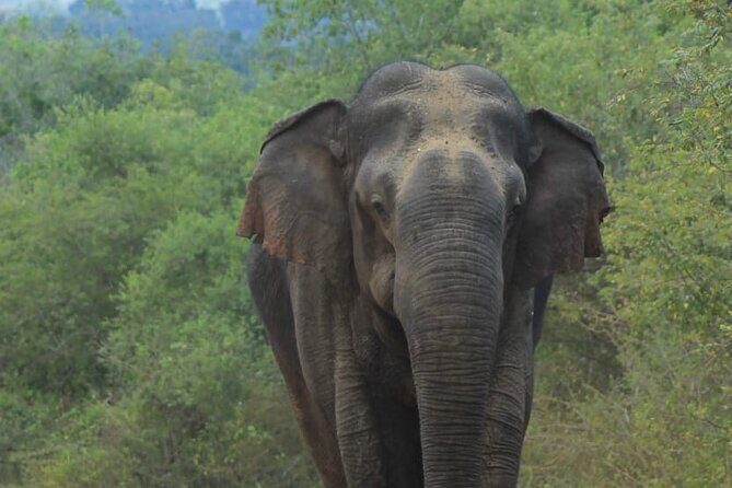 Yala safari Tours Morning /Afternoon /Fullday - Yala National Park: why this safari is worth prioritizing
