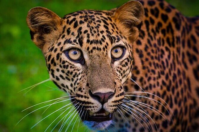 Yala safari Tours Morning /Afternoon /Fullday - One stop, many phases: how your Yala day typically unfolds