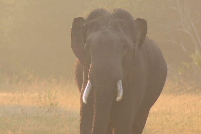 Yala safari Tours Morning /Afternoon /Fullday - Wildlife expectations: what you can realistically hope to see