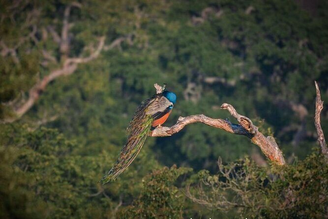 Yala safari Tours Morning /Afternoon /Fullday - Transfers and logistics: how pickup affects your actual safari time
