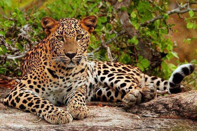 Yala Safari - Yala National Park - Key Highlights You’ll Actually Care About