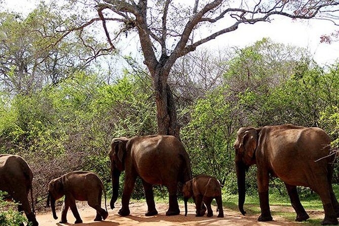 Yala Safari - Yala National Park - Entering Yala: What the Morning Format Really Gives You