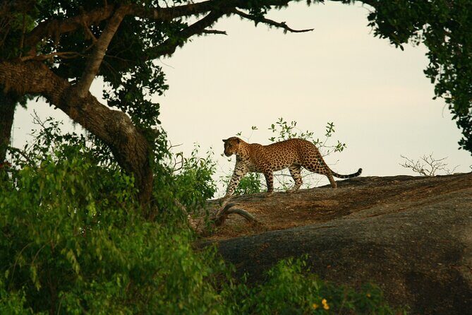 Yala Safari - Yala National Park - The Jeep Driver Matters: Eranga’s Style and How It Impacts Your Day