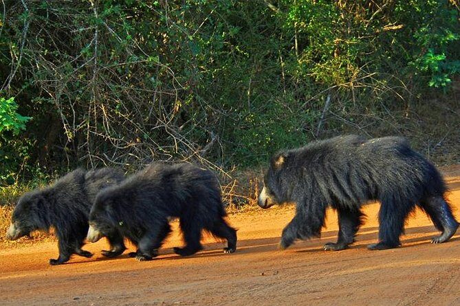 Yala Safari - Yala National Park - Inside the Jungle: What Your 4-Hour Safari Looks Like