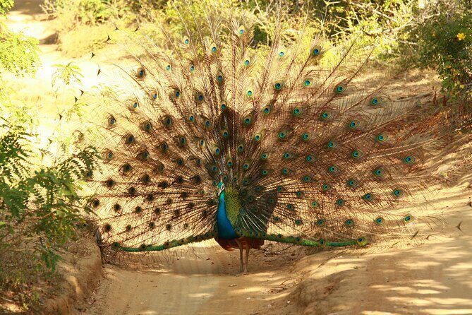 Yala Safari - Yala National Park - Wildlife Viewing Reality Check: Expect Wonder, Plan for Variability