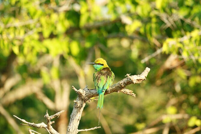 Yala Safari - Yala National Park - Price and Value: How $150 per Group Adds Up