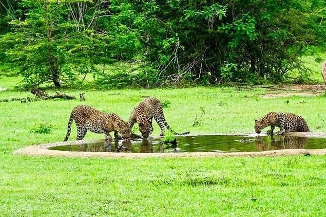 Yala Safari - Yala National Park - What If You Want More Than the Safari?