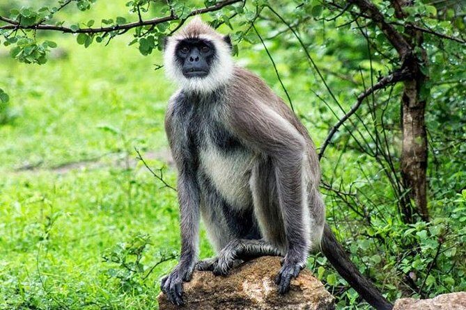 Yala Safari - Yala National Park - Who This Safari Best Fits