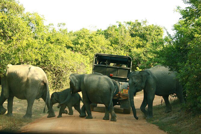 Yala Safari - Yala National Park - Pickup And Park Hours: Timing Without the Guesswork